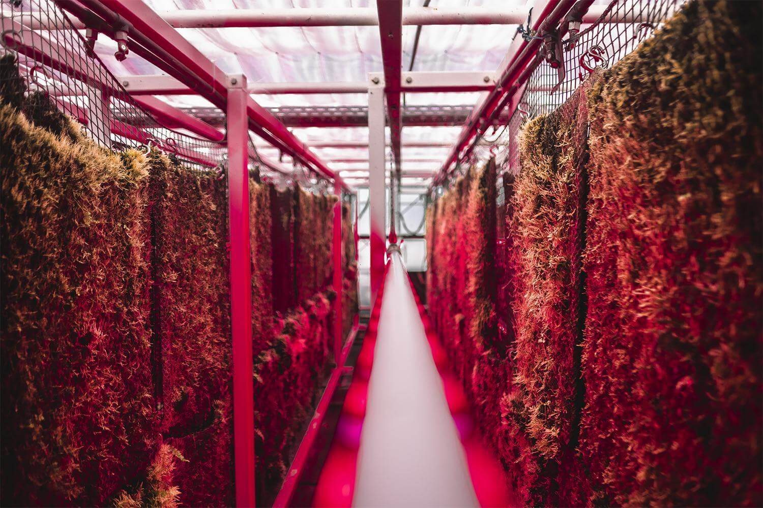 Moss grows vertically at a Green City moss farm.